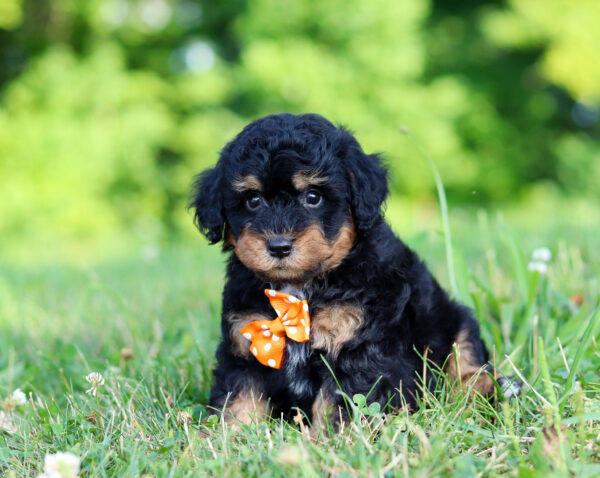 M3474-Snoopy-Mini-Poodle-Puppy-The-Puppy-Lodge-2.jpg