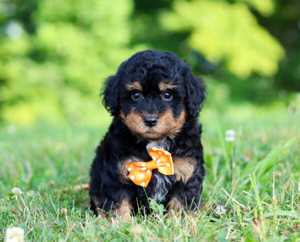 M3474-Snoopy-Mini-Poodle-Puppy-The-Puppy-Lodge-3.jpg