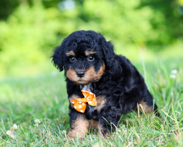 M3474-Snoopy-Mini-Poodle-Puppy-The-Puppy-Lodge-4.jpg