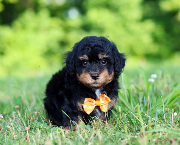 M3474-Snoopy-Mini-Poodle-Puppy-The-Puppy-Lodge.jpg