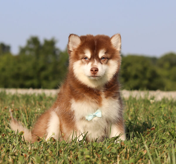 M6066-Hank-Pomsky-Puppy-The-Puppy-Lodge-2.jpg