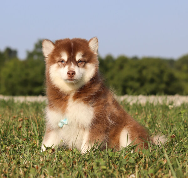 M6066-Hank-Pomsky-Puppy-The-Puppy-Lodge-3.jpg