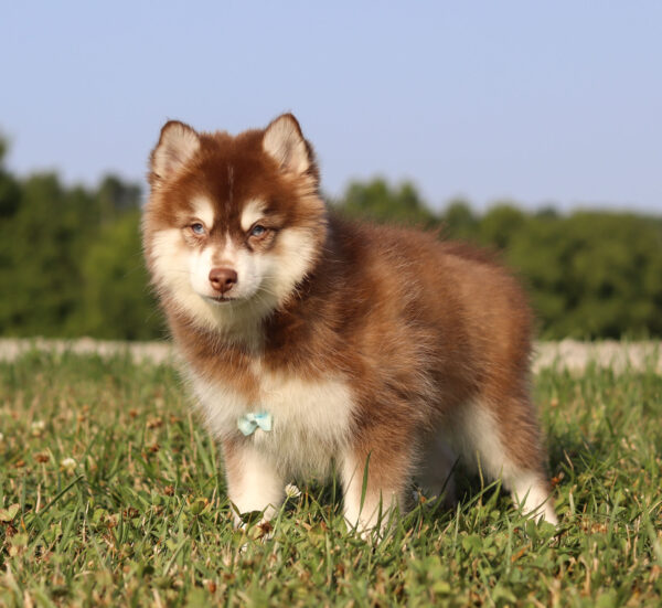 M6066-Hank-Pomsky-Puppy-The-Puppy-Lodge-4.jpg