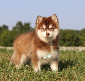 M6066-Hank-Pomsky-Puppy-The-Puppy-Lodge-5.jpg