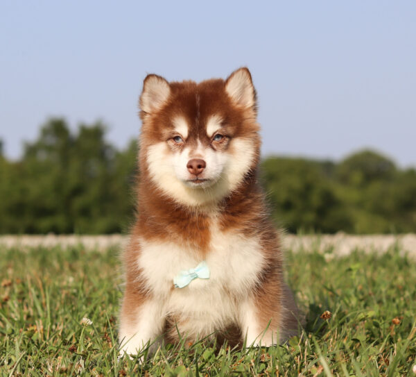 M6066-Hank-Pomsky-Puppy-The-Puppy-Lodge.jpg