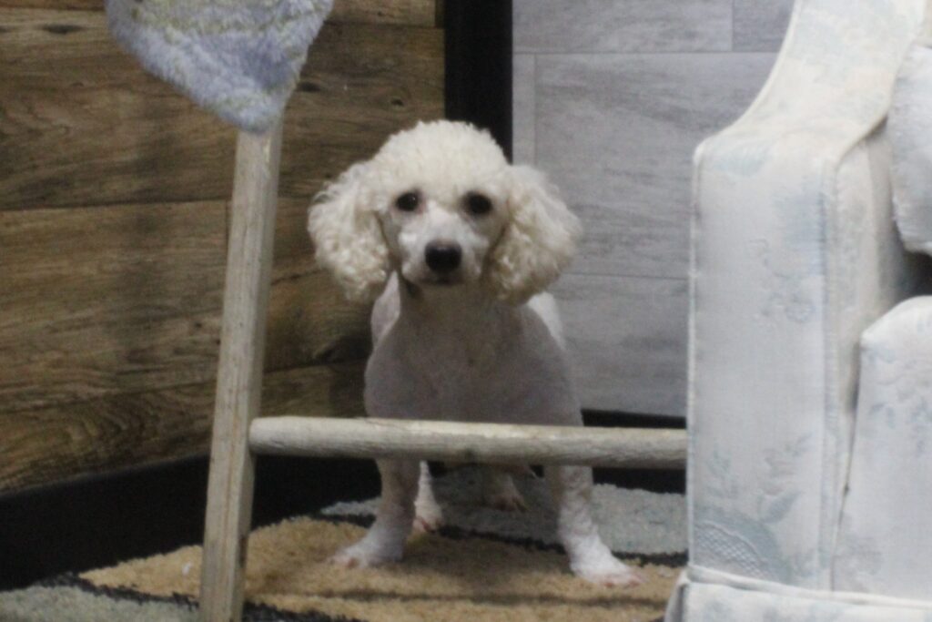 Marlie- Bichon female