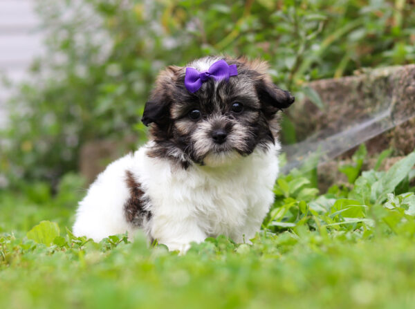 f3322-Milly-Teddy-Bear-Puppy-The-Puppy-Lodge-2-scaled.jpg