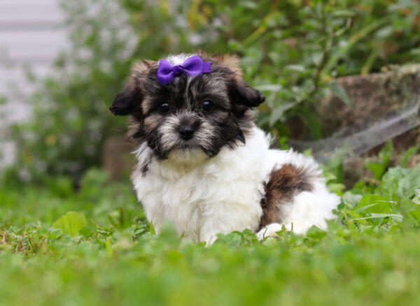 f3322-Milly-Teddy-Bear-Puppy-The-Puppy-Lodge-3-scaled.jpg