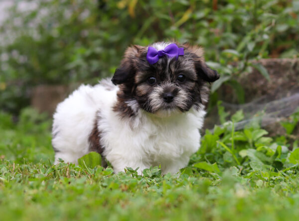 f3322-Milly-Teddy-Bear-Puppy-The-Puppy-Lodge-5-scaled.jpg