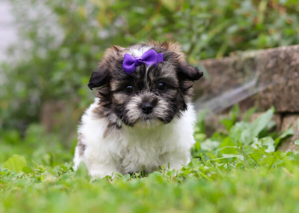 f3322-Milly-Teddy-Bear-Puppy-The-Puppy-Lodge-scaled.jpg