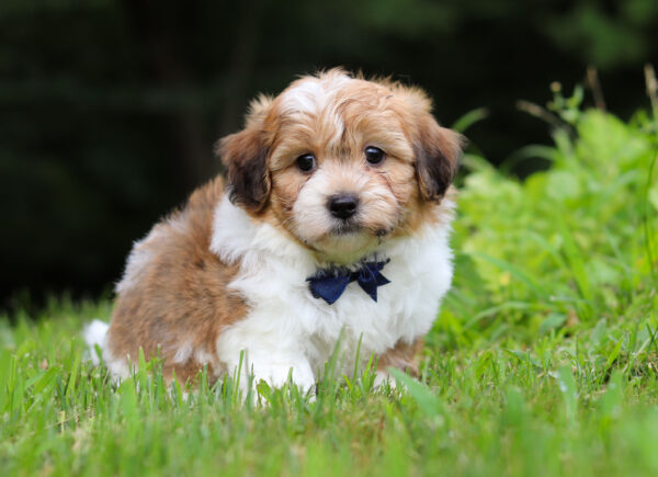 m3120-Mike-Teddy-Bear-Puppy-The-Puppy-Lodge-2-scaled.jpg