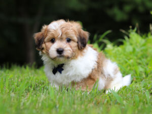 m3120-Mike-Teddy-Bear-Puppy-The-Puppy-Lodge-3-scaled.jpg