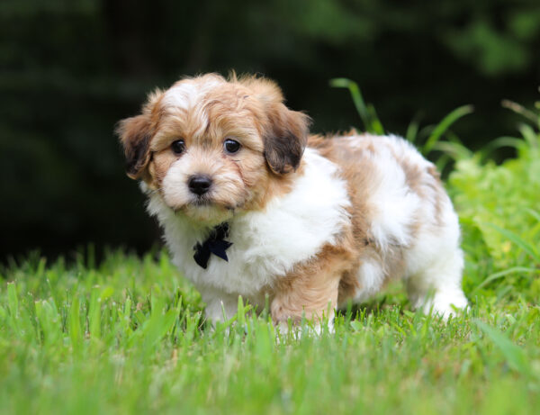 m3120-Mike-Teddy-Bear-Puppy-The-Puppy-Lodge-4-scaled.jpg