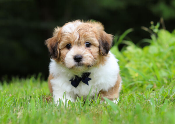 m3120-Mike-Teddy Bear Puppy-The Puppy Lodge.jpg