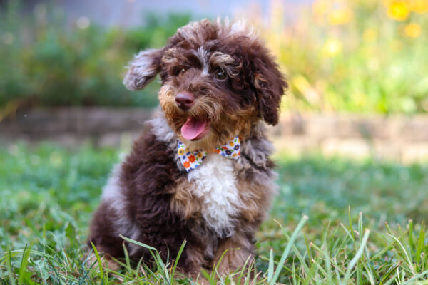 m3338-Charlie-Mini-Poodle-Puppy-The-Puppy-Lodge-1-scaled.jpg