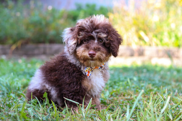 m3338-Charlie-Mini-Poodle-Puppy-The-Puppy-Lodge-3-1-scaled.jpg