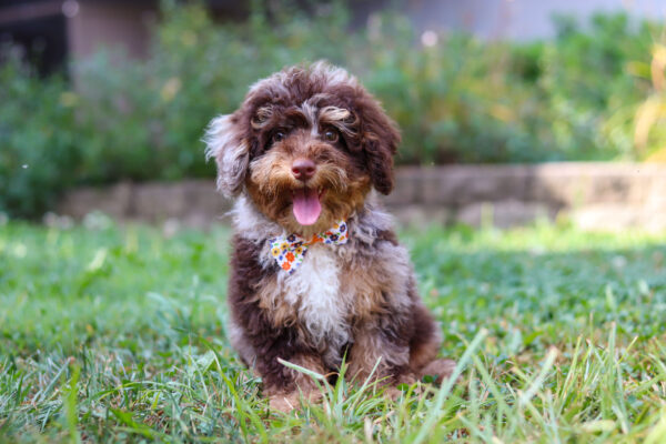 m3338-Charlie-Mini-Poodle-Puppy-The-Puppy-Lodge-4-1-scaled.jpg