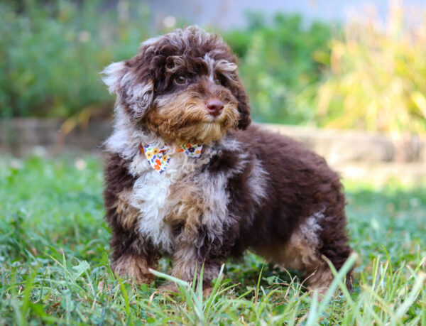 m3338-Charlie-Mini-Poodle-Puppy-The-Puppy-Lodge-5-scaled.jpg