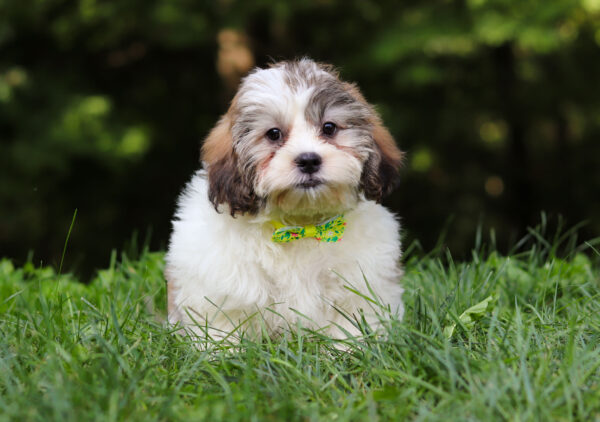 m3340-Sailor-Teddy-Bear-Puppy-The-Puppy-Lodge-2-2-scaled.jpg