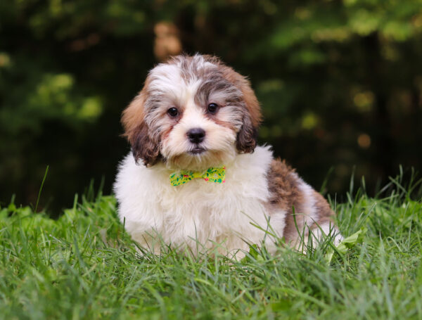 m3340-Sailor-Teddy-Bear-Puppy-The-Puppy-Lodge-3-2-scaled.jpg