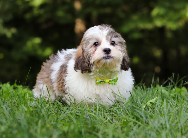 m3340-Sailor-Teddy-Bear-Puppy-The-Puppy-Lodge-4-2-scaled.jpg