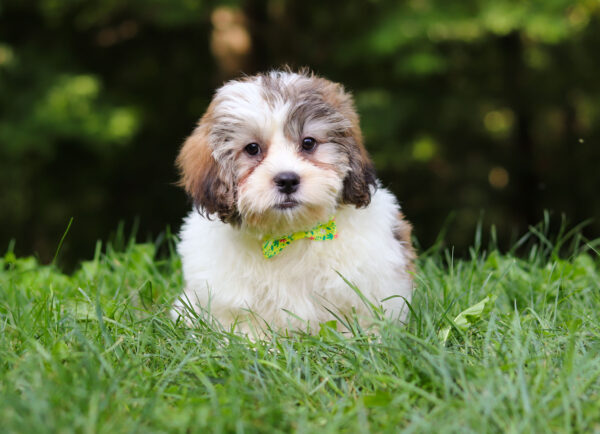 m3340-Sailor-Teddy-Bear-Puppy-The-Puppy-Lodge-6-scaled.jpg