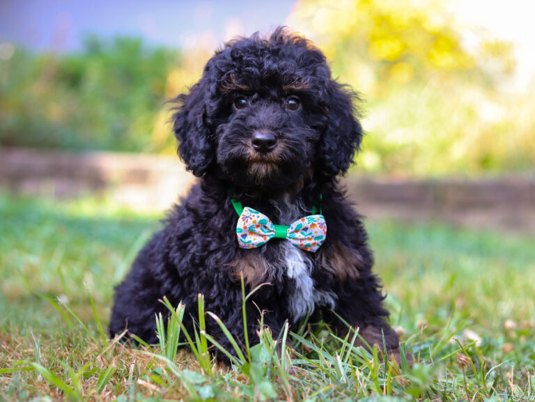 m3461-Shag-Mini-Poodle-Puppy-The-Puppy-Lodge-2-scaled.jpg