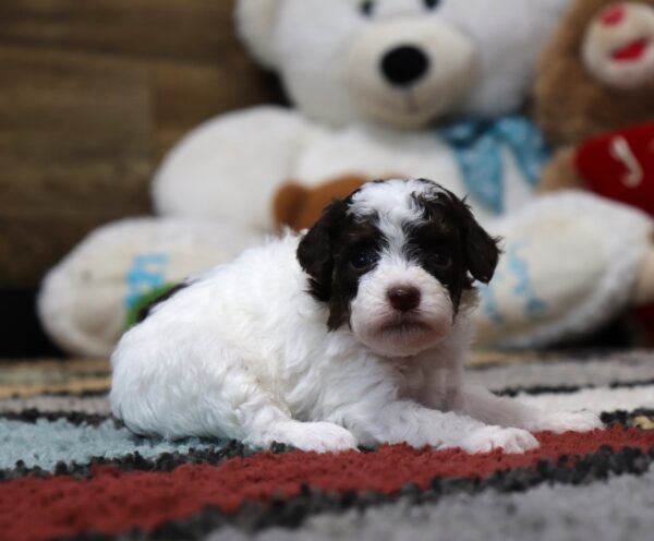 4885-Shirley-Mini-Poodle-Puppy-The-Puppy-Lodge-2-scaled.jpg