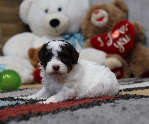 4885 Shirley-Mini Poodle Puppy-The Puppy Lodge (3).JPG