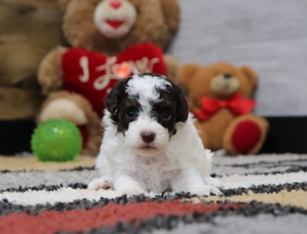 4885-Shirley-Mini-Poodle-Puppy-The-Puppy-Lodge-scaled.jpg