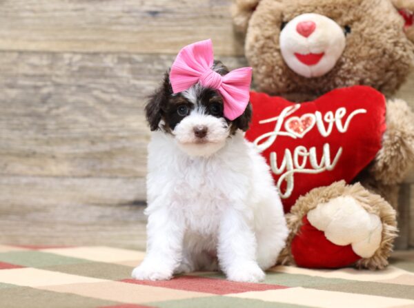 4885-b-Shirley-Mini-Poodle-Puppy-The-Puppy-Lodge-2-scaled.jpg