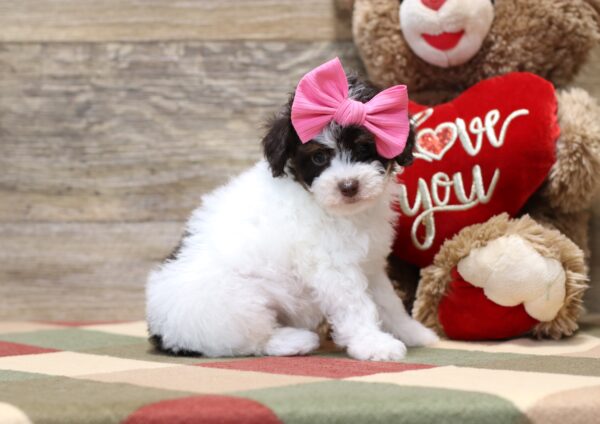 4885-b-Shirley-Mini-Poodle-Puppy-The-Puppy-Lodge-3-scaled.jpg