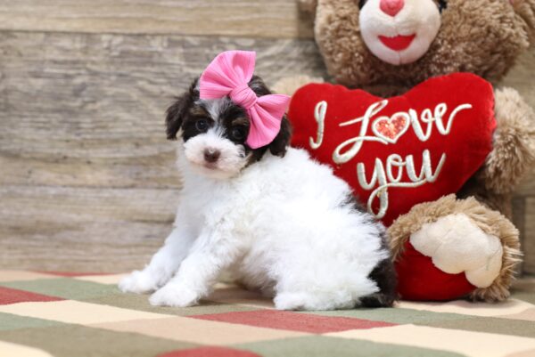 4885 b Shirley-Mini Poodle Puppy-The Puppy Lodge.JPG