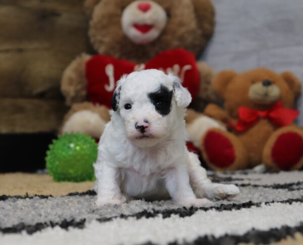 4889-Sherlock-Mini-Poodle-Puppy-The-Puppy-Lodge-2-scaled.jpg