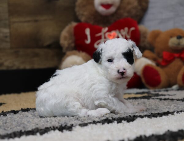 4889 Sherlock-Mini Poodle Puppy -The Puppy Lodge (3).JPG