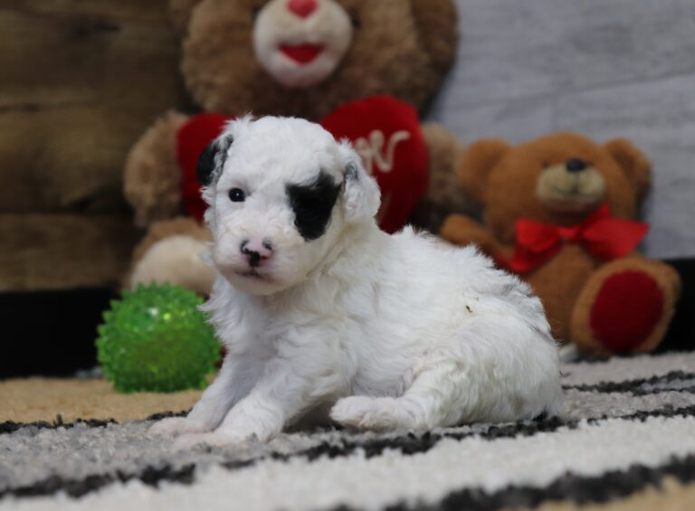 4889-Sherlock-Mini-Poodle-Puppy-The-Puppy-Lodge-scaled.jpg