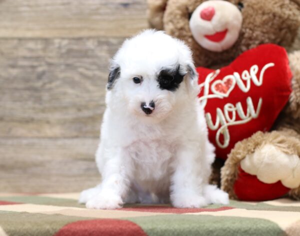 4889-b-Sherlock-Mini-Poodle-Puppy-The-Puppy-Lodge-3-scaled.jpg