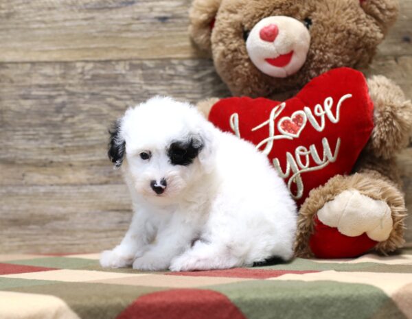 4889 b Sherlock-Mini Poodle Puppy -The Puppy Lodge.JPG