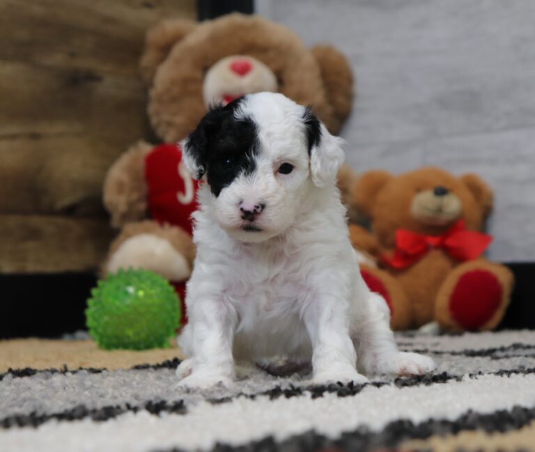 4890-Shadow-Mini-poodle-The-Puppy-Lodge-2-scaled.jpg