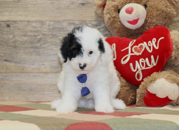 4890-b-Shadow-Mini-poodle-The-Puppy-Lodge-2-scaled.jpg