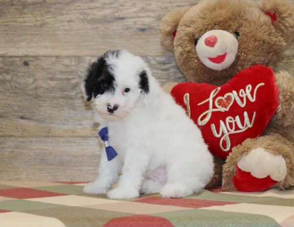 4890-b-Shadow-Mini-poodle-The-Puppy-Lodge-3-scaled.jpg