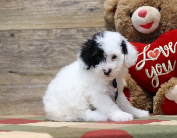 4890 b Shadow-Mini poodle-The Puppy Lodge