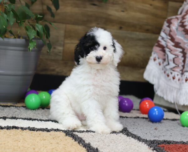 4890-c-Shadow-Mini-poodle-The-Puppy-Lodge-scaled.jpg