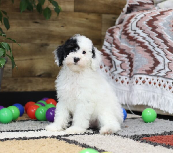 4890-cc-Shadow-Mini-poodle-The-Puppy-Lodge-scaled.jpg