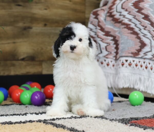 4890 ccc Shadow-Mini poodle-The Puppy Lodge.JPG