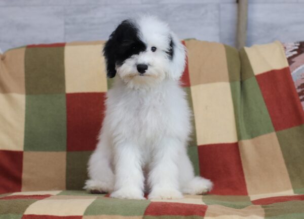 4890d-Shadow-Mini-poodle-The-Puppy-Lodge-scaled.jpg