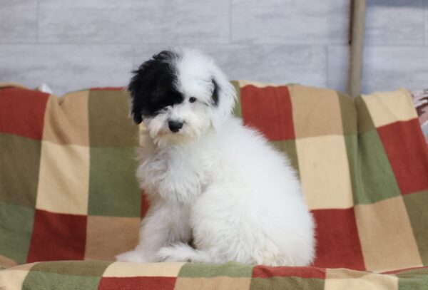 4890dd-Shadow-Mini-poodle-The-Puppy-Lodge-scaled.jpg