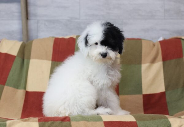 4890ddd Shadow-Mini-poodle-The-Puppy-Lodge.JPG