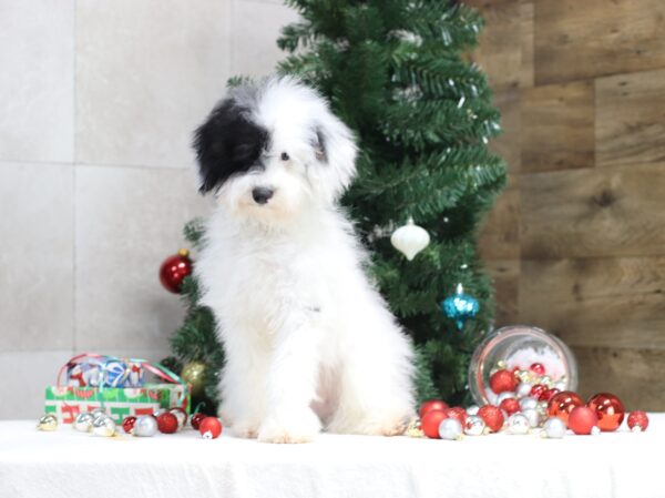 4890u-Shadow-Mini-poodle-The-Puppy-Lodge-scaled.jpg