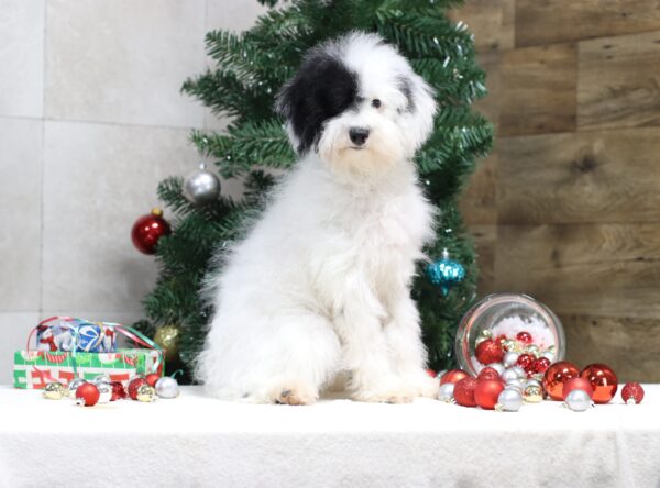 4890uuu-Shadow-Mini-poodle-The-Puppy-Lodge-scaled.jpg